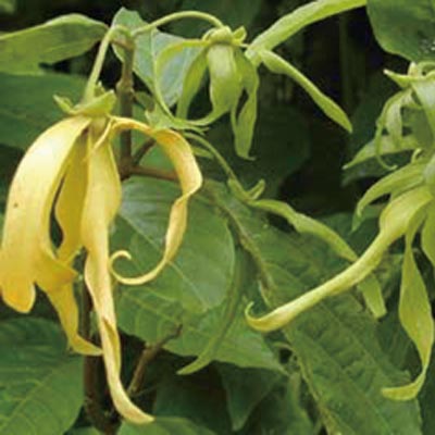 (yng)m Ylang-Ylang 
P(gun)I: