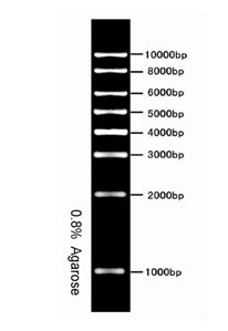 R1kb DNA Ladder Marker   1kb DNA Ladder MarkerN 
PI: